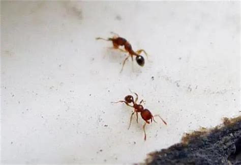 家裏很多螞蟻 屬馬佩戴飾物2023